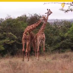 Un millon de especies en riesgo de desaparecer