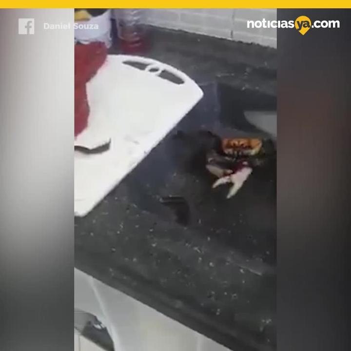 Cangrejo pelea con cuchillo