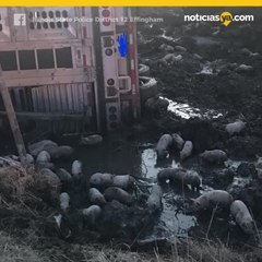 Cerditos en carretera de Illinois