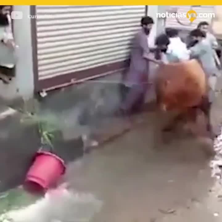 Vaca embiste a agresor