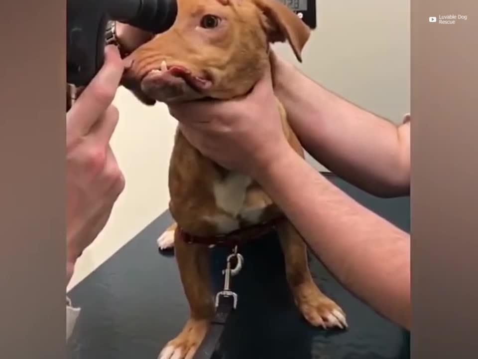 Conoce a Picasso, el perro que te robará el corazón