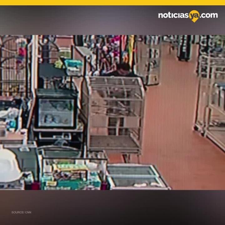 Hombre roba serpiente.mp4