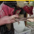 VIDEO: Arrestan hispano por drogas y criar gallos de pelea en Volusia
