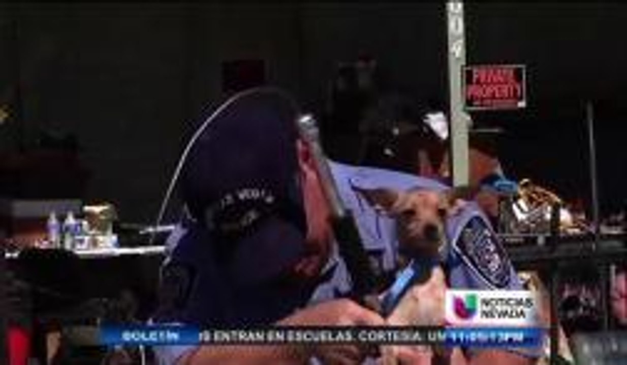 Mueren perros en un incendio