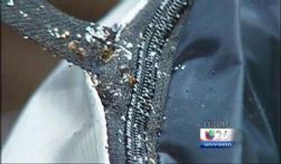 Viven en departamentos Bassett infestados de "chinches"