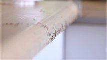 Pyrénées-Orientales : le calvaire d'un petit village à cause des fourmis