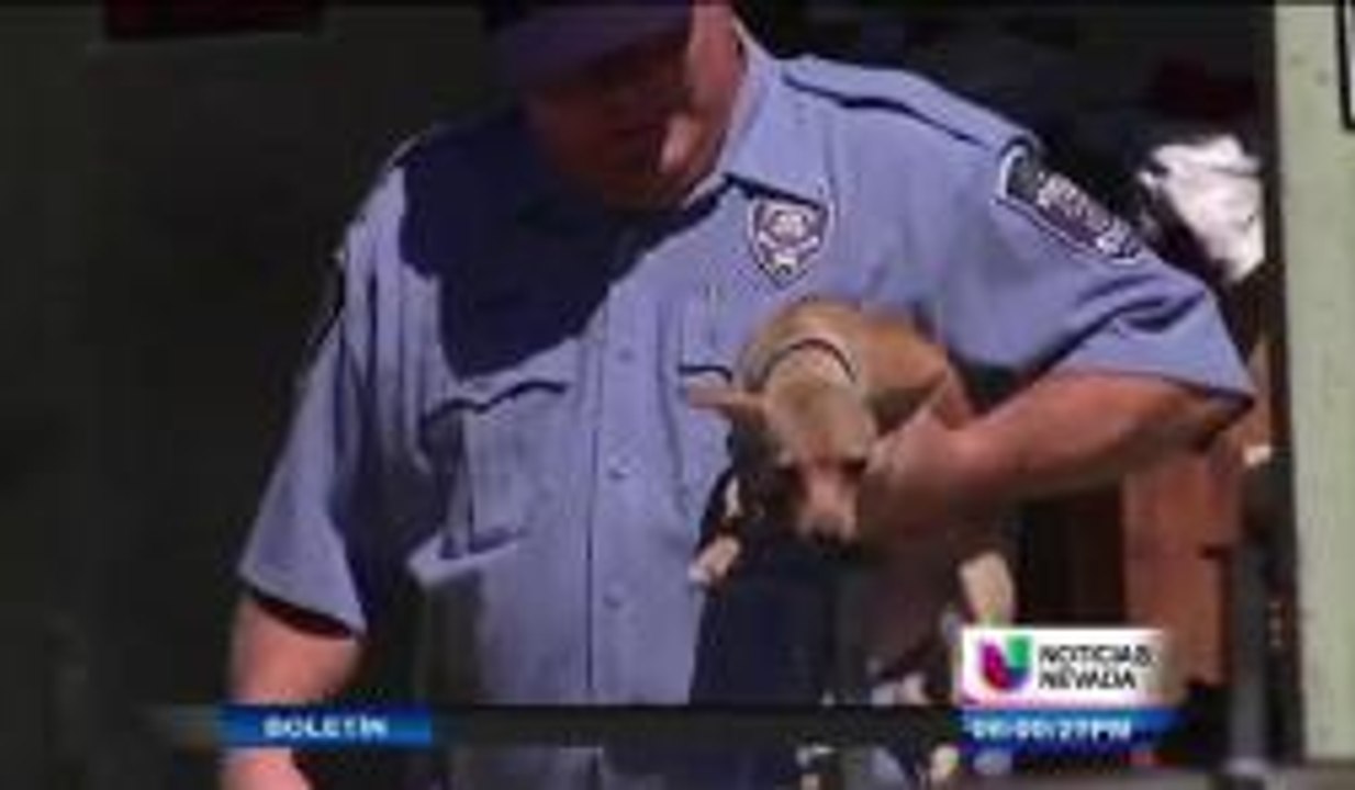 Decenas de perros mueren a causa de un incendio