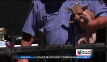 Más información: Ayuda para Perros en Incendio