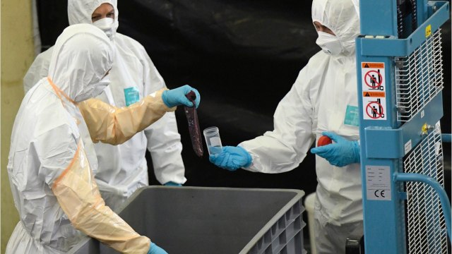 L'inquiétante réapparition de la peste porcine dans plus de 50 pays du monde