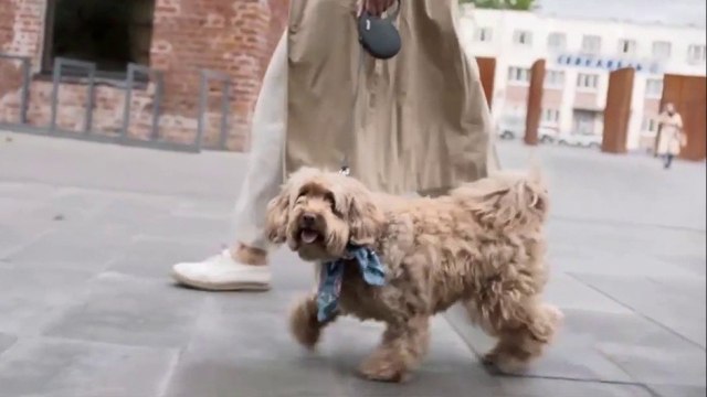 bd-metodo-permite-convertir-desechos-de-mascotas-en-abono-161121