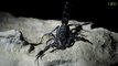 Egypte : une dangereuse invasion de scorpions à Assouan
