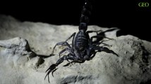 Egypte : une dangereuse invasion de scorpions à Assouan