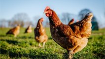 Carrefour, Auchan, Casino, Leclerc et U rappellent du poulet et du tajine potentiellement dangereux