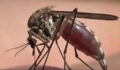 Virus del Nilo Occidental con presencia en 5 Estados