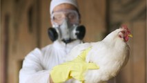 Premier cas mondial chez l'homme de grippe aviaire H10N3 en Chine, Pékin cherche à rassurer sur le risque d’épidémie