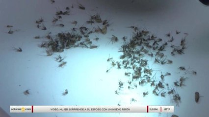 Lanzan aplicación para detectar mosquitos