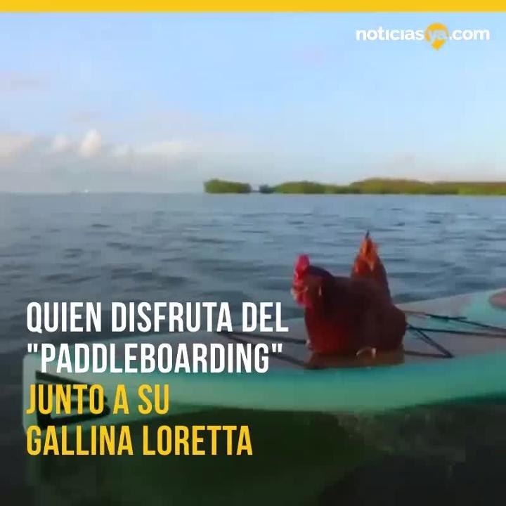 Gallina paddleborading