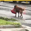 Perro busca refugio cargando su comida durante hurac%c3%a1n Harvey.mp4