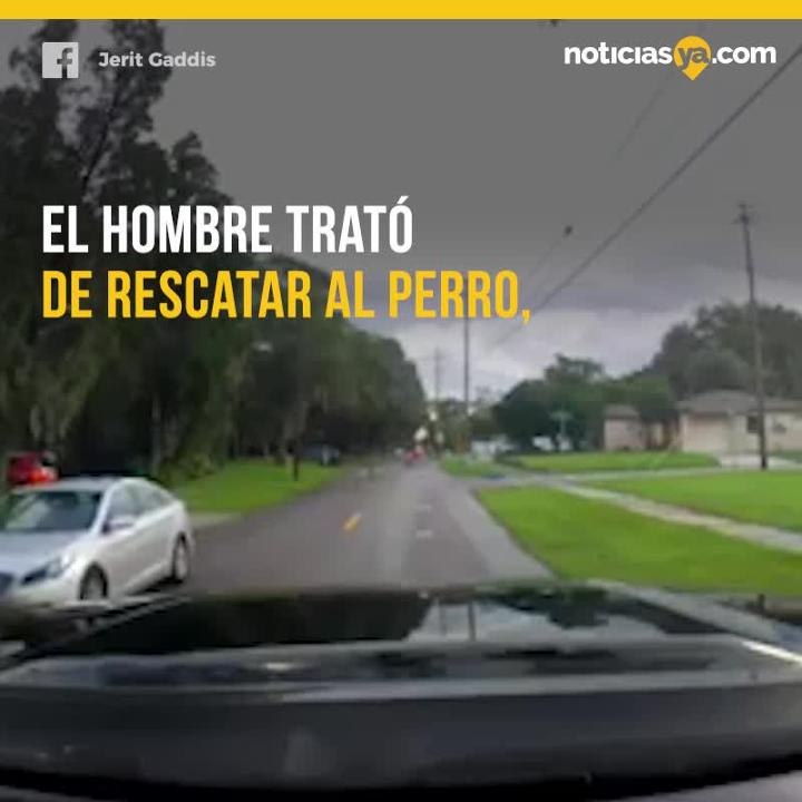 Perro abandonado en Florida