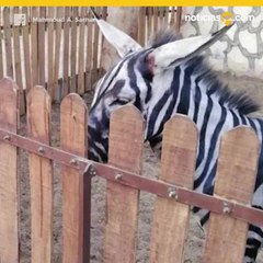 ¡Transforma burros en cebras en un zoológico de Egipto! 🦓