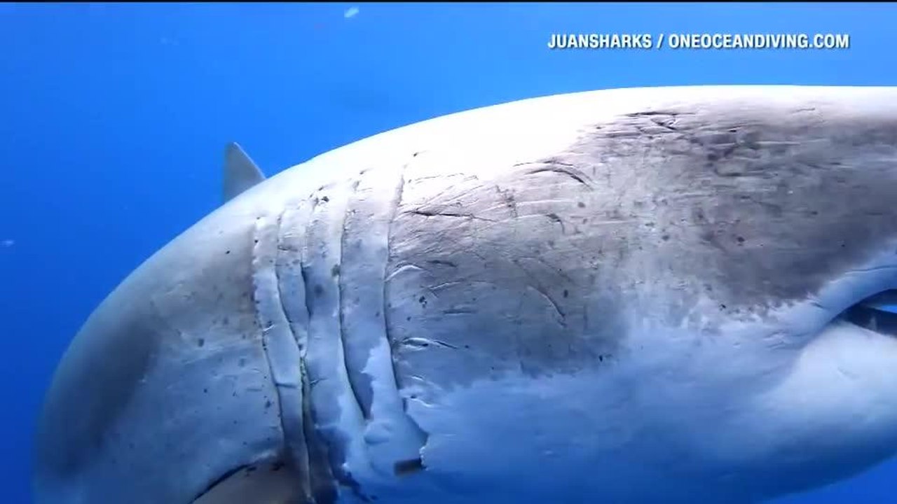BS KICKER SHARK