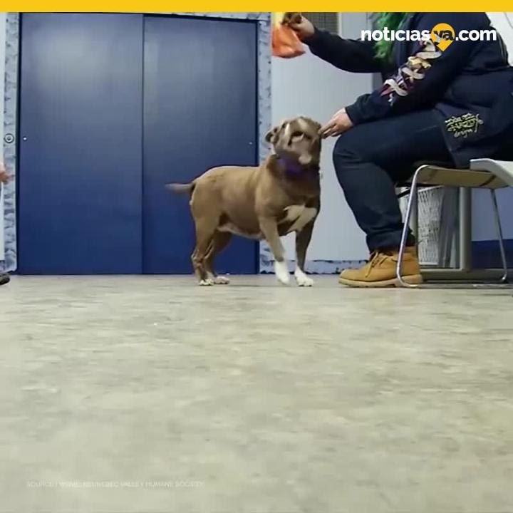 Matrimonio de perros
