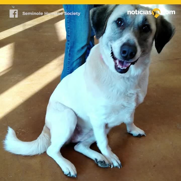 Perrita camina varias millas para seguir a antigua familia
