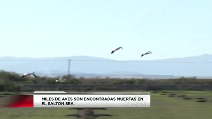 salton sea aves