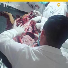 Perros Secuestrados Universidad