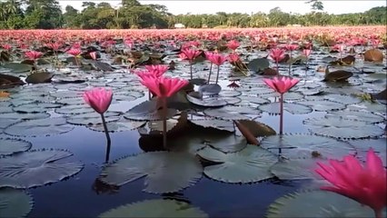 হায়রে আমার মন মাতানো দেশ-----------------দেশের গান