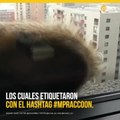 Mapache angustia a internet al trepar edificio de 20 pisos