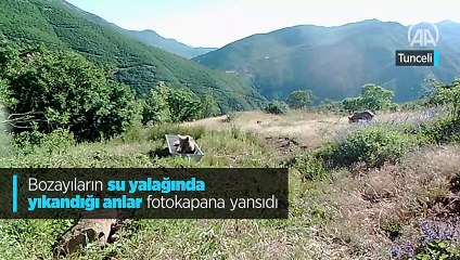 Bozayıların su yalağında yıkandığı anlar fotokapana yansıdı