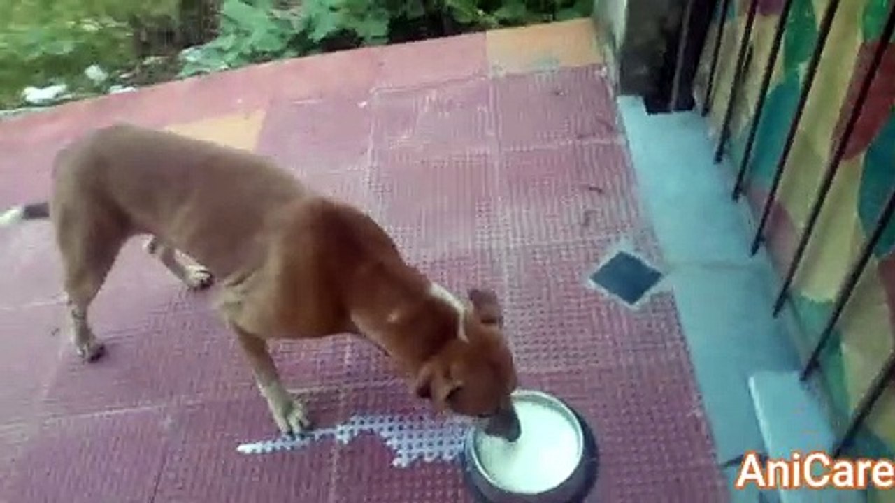 FEEDING STREET DOG MILK | CARING IS EVERYTHING | EPISODE 1| AniCare
