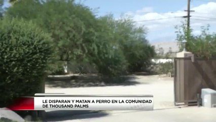 Propietaria busca a responsables de disparar a sus 2 perros