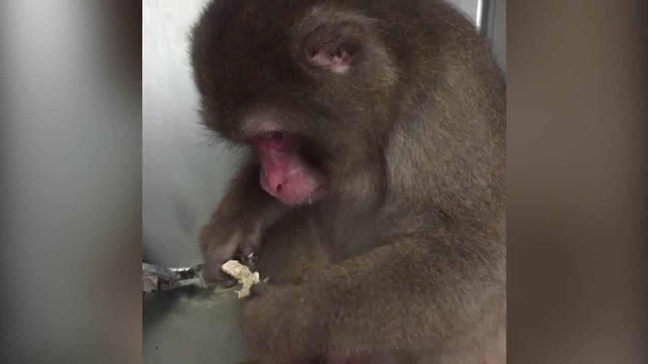 monkey