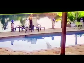 Dog Causes Havoc After Racing Right Into Hammock