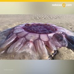 Enorme y gelatinosa criatura aparece en playa de Nueva Zelanda