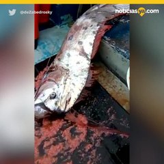 pez remo capturado en chile