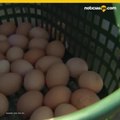 14 enfermos por brote de salmonela en huevos de Gravel Ridge Farms