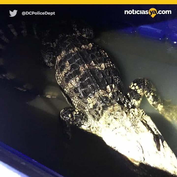 Cocodrilo localizado en Washington