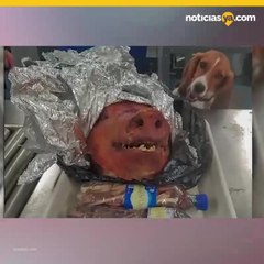 Beagle K-9 descubre cabeza de cerdo asada dentro de equipaje