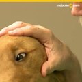 Lesionan a sus propias mascotas para obtener una receta de opioides