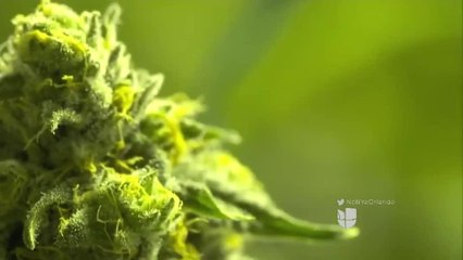 Tomará meses la venta de la marihuana medicinal fumable