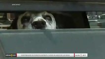 Noticias Nevada 11pm 032118 - in studio live NINO MORDIDO PERRO