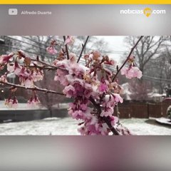 cuarta tormenta invernal del DMV