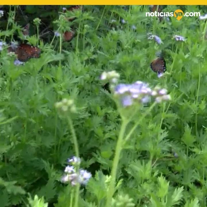 Mariposas Laredo