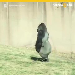 Así camina este gorila para no ensuciarse las manos