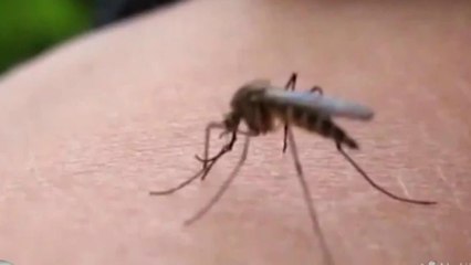 Crece la población de mosquitos en el Condado Hillsborough