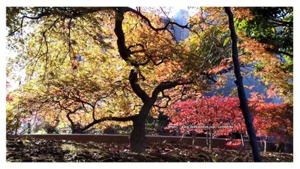 4K Autumn Vibes  紅葉　