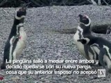 Pingüinos se atacan entre ellos
